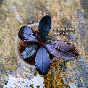 Könnte beinhalten: Eine Bucephalandra Super Blue Pflanze mit dunklen, glänzenden, ovalen Blättern mit gezackten Rändern. Die Pflanze befindet sich in einem kleinen, durchsichtigen Kunststoffbehälter mit Erde. Der Text auf dem Bild lautet Bucephalandra Super Blue.