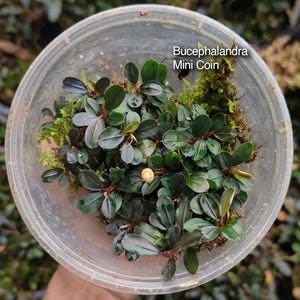 May include: A clear plastic container holding Bucephalandra Mini Coin aquatic plants with small, dark green, oval-shaped leaves and reddish stems nestled in green moss. The text Bucephalandra Mini Coin is printed on the container surface.