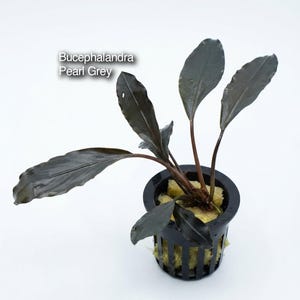 Könnte beinhalten: Eine Bucephalandra Pearl Grey Wasserpflanze mit dunklen, länglichen, welligen Blättern, die aus einem zentralen Stängel wachsen. Die Pflanze ist in einem gelben Substrat in einem kleinen, schwarzen, geschlitzten Kunststoff-Pflanztopf verwurzelt.