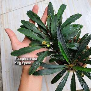 May include: A Bucephalandra King Spear aquatic plant with long, narrow, dark green, wavy-edged leaves. The plant features a small, pale yellow inflorescence and is potted in a container with brown clay pebbles. Text reads Bucephalandra King Spear.