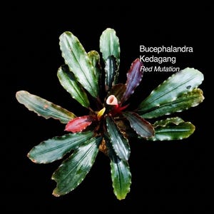 Puede incluir: Una planta Bucephalandra Kedagang Red Mutation con hojas de color verde oscuro y bordes ondulados que irradian desde un punto central. Algunas hojas muestran tonos rojo oscuro y púrpura. El texto dice Isara Nursery, house of jungle plants y Bucephalandra Kedagang Red Mutation.