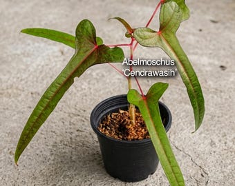 Pode incluir: Uma planta Abelmoschus 'Cendrawasih' num vaso de plástico preto. A planta apresenta folhas verdes alongadas em forma de seta com veios e caules vermelhos proeminentes. O solo está coberto com cobertura morta castanha. Texto: Abelmoschus 'Cendrawasih'.
