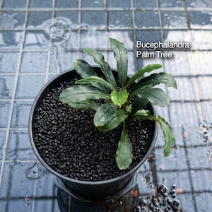 May include: A Bucephalandra Palm Tree plant with dark green, elongated, wavy-edged leaves growing in a black plastic pot filled with small black gravel. The text 'Isara Nursery', 'house of jungle plants', and 'Bucephalandra Palm Tree' is visible.