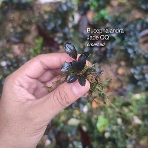 May include: A small Bucephalandra Jade QQ emersed aquatic plant with dark, glossy, oval-shaped leaves and visible root structures. The text Bucephalandra Jade QQ emersed is printed on the image, along with Isara Nursery and house of jungle plants branding.