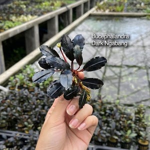 Könnte beinhalten: Eine Bucephalandra Dark Ngabang Wasserpflanze mit dunklen, glänzenden, ovalen Blättern in einem tiefen Violett-Schwarz und rötlichen Stängeln. Die Pflanze zeigt ein kompaktes Wachstumsmuster mit mehreren Stängeln, die von einem Mittelpunkt ausgehen.