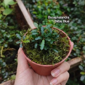 Könnte beinhalten: Ein kleiner, runder, terrakottafarbener Kunststofftopf mit einer Bucephalandra Bilbis Blue Wasserpflanze, die in grünem Moos eingebettet ist. Die Pflanze hat dunkle, gewellte Blätter. Der Text auf dem Bild lautet: Isara Nursery, house of jungle plants, Bucephalandra Bilbis Blue.