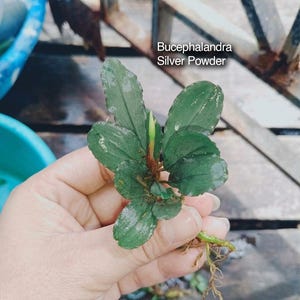 Op de afbeelding: Een Bucephalandra Silver Powder waterplant met donkergroene, golvende bladeren en een kleine centrale knop. De plant heeft een zichtbaar wortelstelsel aan de basis. De tekst op de afbeelding luidt: Isara Nursery, house of jungle plants, Bucephalandra Silver Powder.