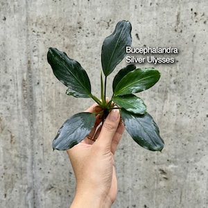 May include: A Bucephalandra Silver Ulysses plant with dark green, glossy, elongated leaves arranged in a rosette pattern. The plant features smooth, slightly wavy leaf margins and a central stem. The text Bucephalandra Silver Ulysses is visible.
