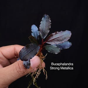 Könnte beinhalten: Eine Bucephalandra Strong Metallica Wasserpflanze mit dunklen, metallisch violett schimmernden Blättern und einem rötlichen Stängel. Die Pflanze besteht aus einer Gruppe ovaler Blätter mit leicht gewellten Rändern und sichtbaren Wurzeln.