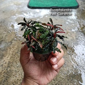 Puede incluir: Una planta acuática Bucephalandra Red Catherine en una pequeña maceta de vivero de plástico negro. La planta presenta hojas de color verde oscuro con bordes ondulados, tallos y envés de color rojo rosado. El texto Bucephalandra Red Catherine es visible.