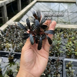Könnte beinhalten: Eine Bucephalandra Ghost Wasserpflanze mit dunklen, länglichen, wellenförmigen Blättern und rötlichen Stielen. Der Text 'Bucephalandra Ghost' ist auf der Pflanze zu sehen, zusammen mit den Logos 'Isara Nursery' und 'house of jungle plants'.