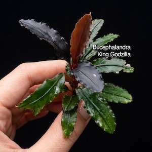 Puede incluir: Una planta acuática Bucephalandra King Godzilla con hojas de bordes ondulados en tonos verde oscuro y marrón rojizo. La planta presenta un follaje texturizado con pequeñas motas blancas y lleva el texto Bucephalandra King Godzilla.