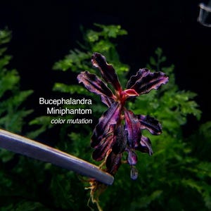 Könnte beinhalten: Eine Bucephalandra Miniphantom Pflanze mit dunklen, gewellten, violett getönten Blättern und sichtbaren Wurzeln. Der Text 'Bucephalandra Miniphantom color mutation' ist auf dem Bild abgedruckt. Die Pflanze wird von einem Metallwerkzeug gehalten.