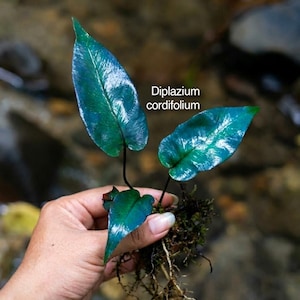 Puede incluir: Una planta Diplazium cordifolium con tres hojas brillantes de color azul verdoso iridiscente y raíces visibles. El texto 'Diplazium cordifolium' está impreso en blanco cerca del centro de la planta, junto con el texto 'Isara Nursery' y 'house of jungle plants'.