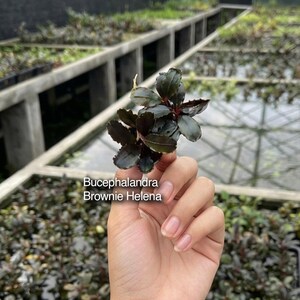 Könnte beinhalten: Eine Bucephalandra Brownie Helena Wasserpflanze mit dunklen, glänzenden, ovalen Blättern und rötlichen Stielen. Das Bild enthält den Text Bucephalandra Brownie Helena, Isara Nursery und house of jungle plants.