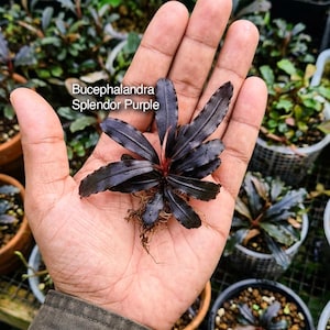 Könnte beinhalten: Eine Bucephalandra Splendor Purple Wasserpflanze mit dunklen, länglichen, gewellten Blättern und einem rötlichen Stängel. Die Pflanze hat ein sichtbares Wurzelsystem an der Basis. Der Text auf dem Bild lautet: Bucephalandra Splendor Purple, Isara Nursery, house of jungle plants.