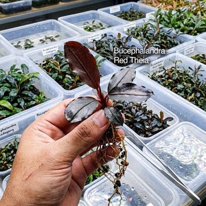May include: A Bucephalandra Red Theia aquatic plant with dark reddish-purple leaves and visible roots. The plant is held in front of multiple clear plastic propagation trays containing various aquatic plant species with labels.