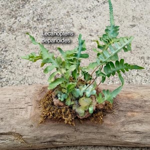 Puede incluir: Un helecho Lecanopteris deparioides con frondas lobuladas de color verde claro que crecen de un rizoma bulboso verde pálido sobre musgo marrón. La planta está fijada a un trozo de madera flotante de color marrón claro. Texto: Lecanopteris deparioides.