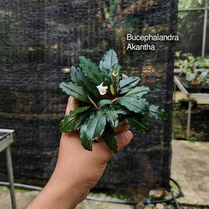 Könnte beinhalten: Eine Bucephalandra Akantha Pflanze mit dunkelgrünen, glänzenden, gewellten Blättern und einer kleinen weißen Blüte. Die Pflanze befindet sich in einem kleinen Topf, und der Text 'Bucephalandra Akantha' ist oben rechts im Bild zu sehen.