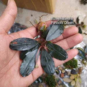 Bundling av Bucephalandra 'Pandora Queen' | Rare Collector Bucephalandra