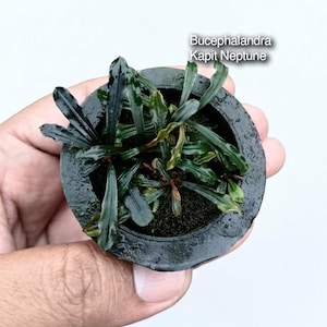 Bucephalandra Kapit Neptune, Rare Borneo Aquatic Plant, Exotic Aquascaping (Live Aquarium Plant)