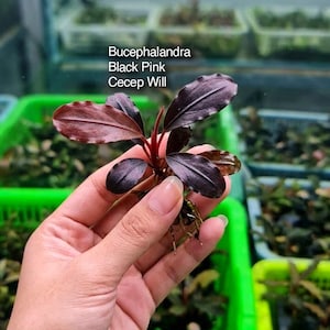 May include: A Bucephalandra Black Pink Cecep Will aquatic plant with dark, reddish-purple, oval-shaped leaves and visible roots. The text 'Bucephalandra Black Pink Cecep Will' is printed in white above the plant leaves.