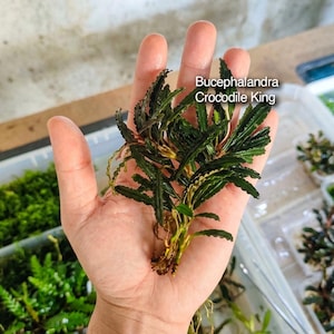 Könnte beinhalten: Eine Bucephalandra Crocodile King Wasserpflanze mit dunkelgrünen, länglichen und welligen Blättern. Die Pflanze besitzt einen zentralen Stängel mit mehreren Verzweigungen und zeigt eine texturierte, gezackte Blattoberfläche sowie sichtbare Wurzeln.