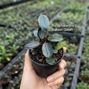 May include: A Bucephalandra Balloon Green plant with dark, oval-shaped leaves in a small black plastic pot filled with dark soil and reddish-brown volcanic rock. The text Bucephalandra Balloon Green is visible on the right side of the plant.
