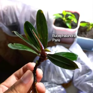 May include: A Bucephalandra Paris aquatic plant with dark green, elongated leaves and a reddish-brown stem. The plant features a visible root system at the base. Text on the image reads Isara Nursery, house of jungle plants, and Bucephalandra Paris.