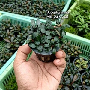 以下が含まれることがあります： 小さな黒いプラスチック製のネットポットに入ったブセファランドラ・ミニ・ダークリーフの水草。この植物は、赤みがかった茎を持つ、多数の小さく丸みを帯びた濃い緑色の葉が特徴です。植物の上部に「Bucephalandra Mini Dark Leaf」というテキストが表示されています。