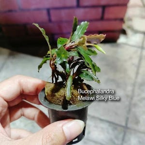 Puede incluir: Una planta acuática Bucephalandra Melawi Silky Blue con hojas de color verde oscuro de bordes ondulados y tallos rojizos, enraizada en un tapón de esponja marrón dentro de una pequeña maceta de red negra. El texto Bucephalandra Melawi Silky Blue es visible.