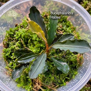 Bucephalandra ‘Hades’ | Seltene dunkle Bucephalandra