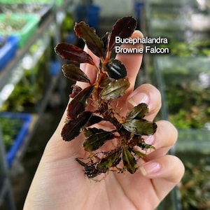 May include: A Bucephalandra Brownie Falcon aquatic plant with dark, elongated, wavy-edged leaves in shades of deep purple, bronze, and green. The plant features a central stem with visible roots and small, textured foliage throughout the structure.