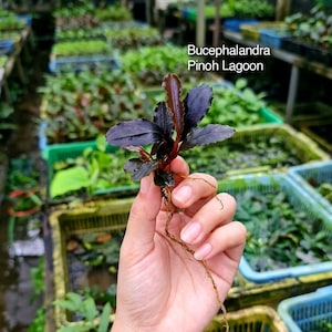 May include: A Bucephalandra Pinoh Lagoon aquatic plant with dark purple, wavy-edged leaves and a reddish stem. The plant features a visible root system extending downward. The text 'Bucephalandra Pinoh Lagoon' is printed in white on the image.