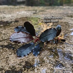 Rare Bucephalandra Blood Moon Live Aquarium Plant, Indonesian Aquatic Plant for Aquascaping, Collector's Rhizome Plant