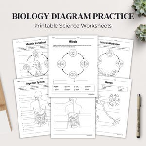 May include: A collection of printable biology worksheets featuring black and white line art diagrams of the cell cycle, digestive system, and neurons. The pages include labeled sections for names and dates, word banks, and numbered lines for student answers.