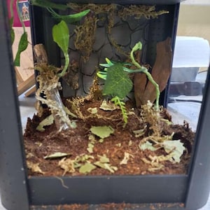 Peut inclure: Un terrarium rectangulaire noir avec un fond à motif de pierres sombres, un substrat de terre brune, de la mousse séchée éparpillée et du feuillage vert artificiel. L'intérieur comprend une petite branche en bois et un morceau d'écorce.