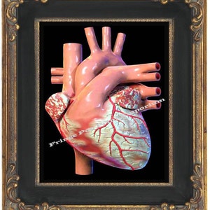 Human Heart Art Print 8 x 10 - Victorian Medical Anatomical - Oddity