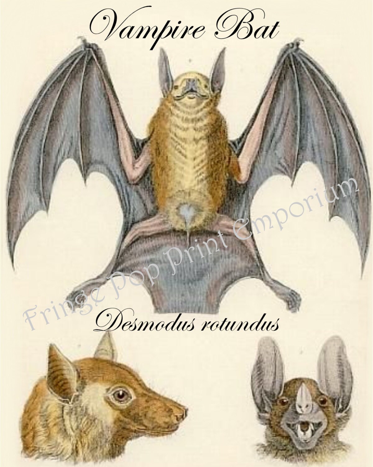 Amazon | Hearing by Bats (Springer Handbook of Auditory