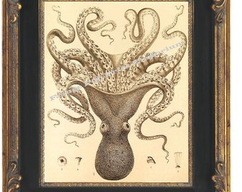 Victorian Octopus Art Print 8 x 10 - Nautical Oceanography Biology