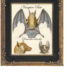 Victorian Vampire Bat Art Print 8 x 10 - Victorian Bat Anatomy Oddity