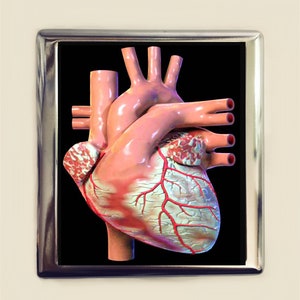 Anatomical Heart Cigarette Case Business Card ID Holder Wallet Human Anatomy Medical