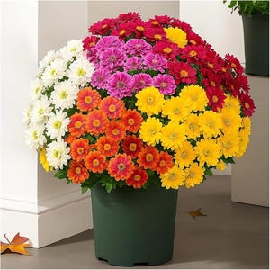 May include: A large, rounded potted plant featuring a dense cluster of multi-colored chrysanthemum flowers in shades of white, orange, yellow, pink, and deep red, all contained within a solid dark green plastic container with a smooth finish.