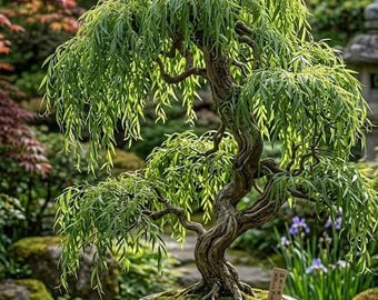 Bonsái de sauce llorón / Elegante planta viva para espacios interiores y exteriores