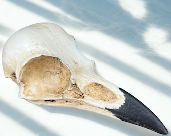 Real Raven Skull – Ethically Sourced Bird Skull Specimen