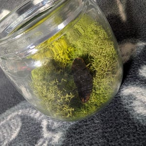 Peut inclure: Un bocal en verre transparent contenant un insecte segmenté brun foncé reposant sur un lit de mousse de renne préservée vert vif. Le bocal présente une large ouverture sur le dessus et des parois arrondies, offrant une vue sur l'insecte.