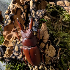 Peut inclure: Un grand lucane cerf-volant brun rougeâtre doté de mandibules incurvées proéminentes, posé sur une surface texturée composée de feuilles séchées tachetées de beige et de noir, mélangées à de la mousse verte, révélant son exosquelette lisse.
