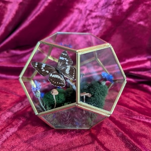 May include: A geometric glass terrarium with a gold metal frame containing a dark brown butterfly with white markings, green moss, small tan mushrooms, and blue cornflower petals arranged inside the clear enclosure.
