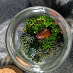 Peut inclure: Un bocal en verre transparent contenant un petit terrarium avec de la mousse verte et deux scarabées. L'un est de couleur marron lisse et arrondie, tandis que l'autre est plus petit et d'un vert métallique irisé. Un bouchon en liège est posé à côté.