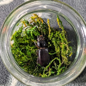 Peut inclure: Un spécimen de lucane brun foncé et brillant placé à l'intérieur d'un bocal en verre transparent. Le coléoptère repose sur un lit de mousse préservée d'un vert vif qui remplit le fond du récipient. L'insecte présente un corps segmenté et des élytres.